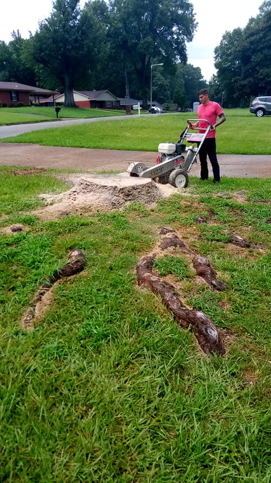 Tree and stump removal for properties in Memphis Properties