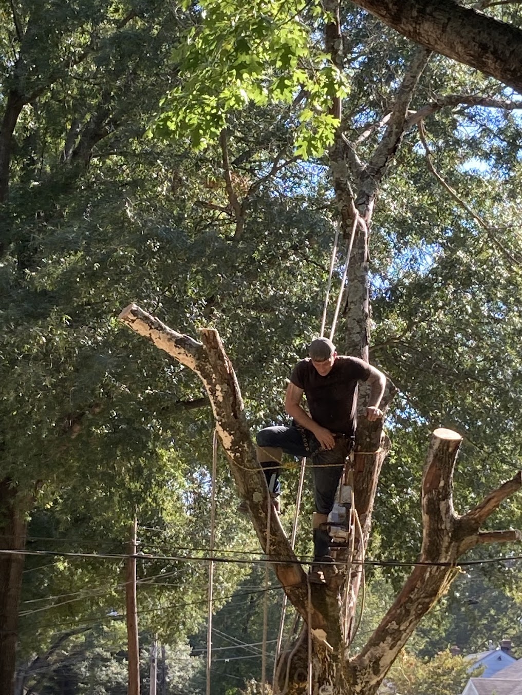 Tree pruning and trimming for trees in Memphis Properties
